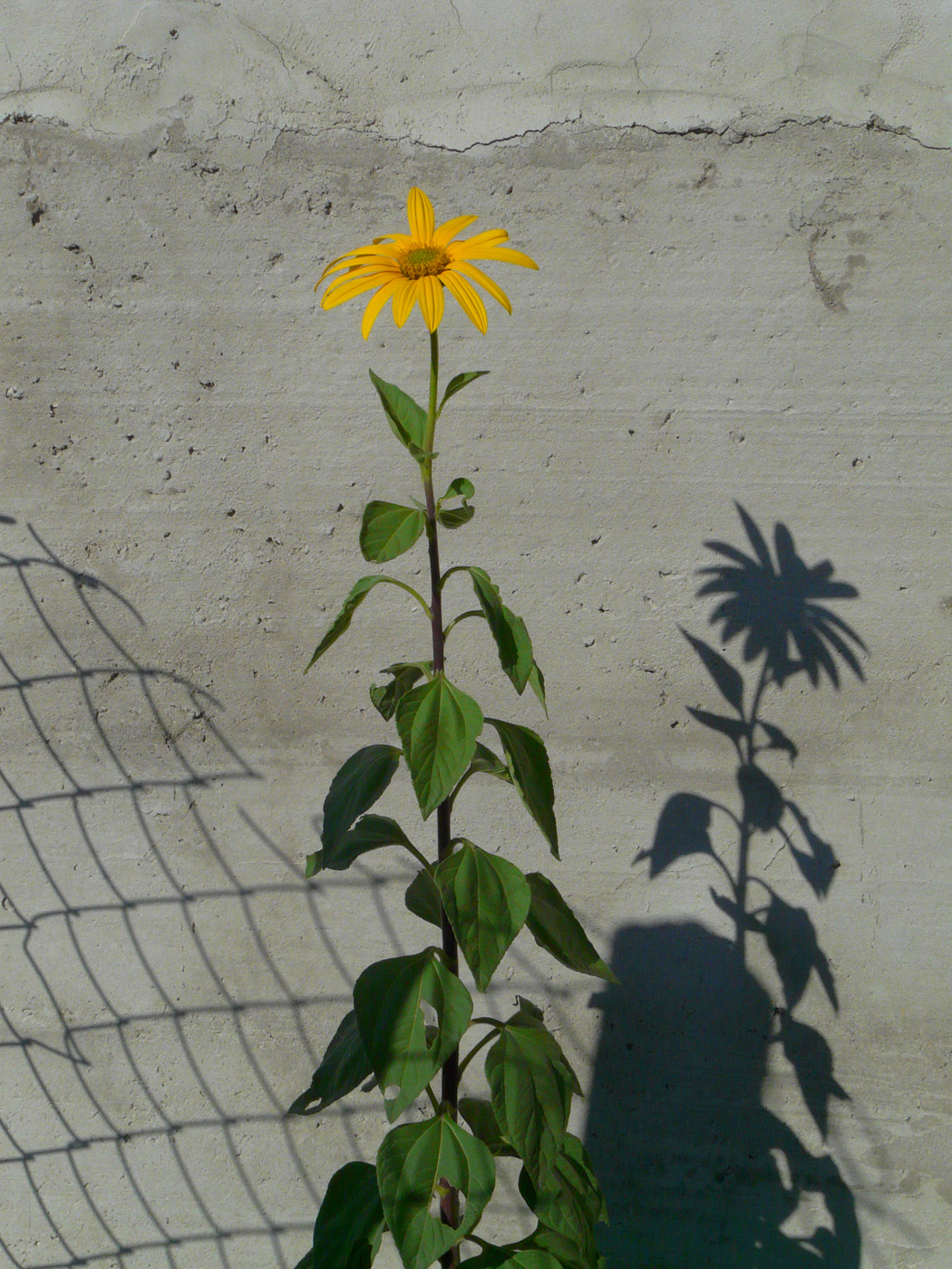 Изображение особи Helianthus tuberosus.