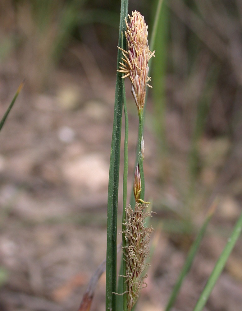 Image of Carex flacca specimen.