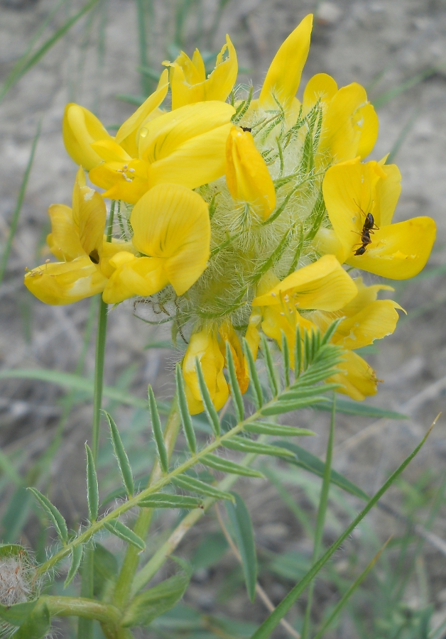Изображение особи Astragalus finitimus.