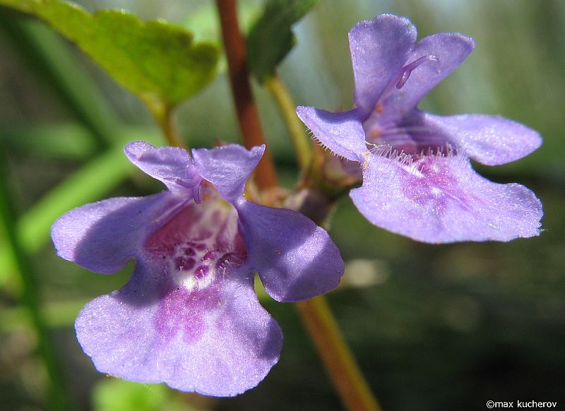 Image of Glechoma hederacea specimen.