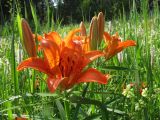 Lilium pensylvanicum