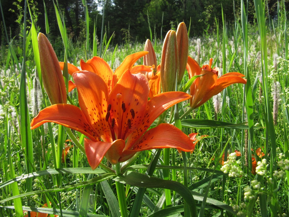 Изображение особи Lilium pensylvanicum.