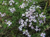 Dontostemon integrifolius var. glandulosus