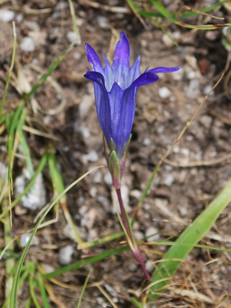 Изображение особи Gentiana olivieri.