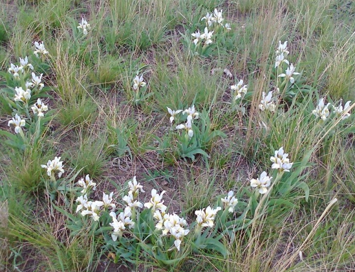 Image of Iris glaucescens specimen.