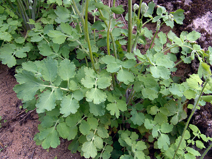 Изображение особи Chelidonium majus.