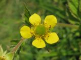 Geum aleppicum