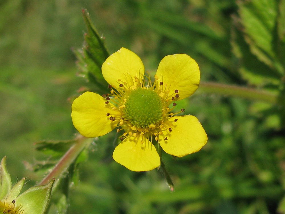 Изображение особи Geum aleppicum.