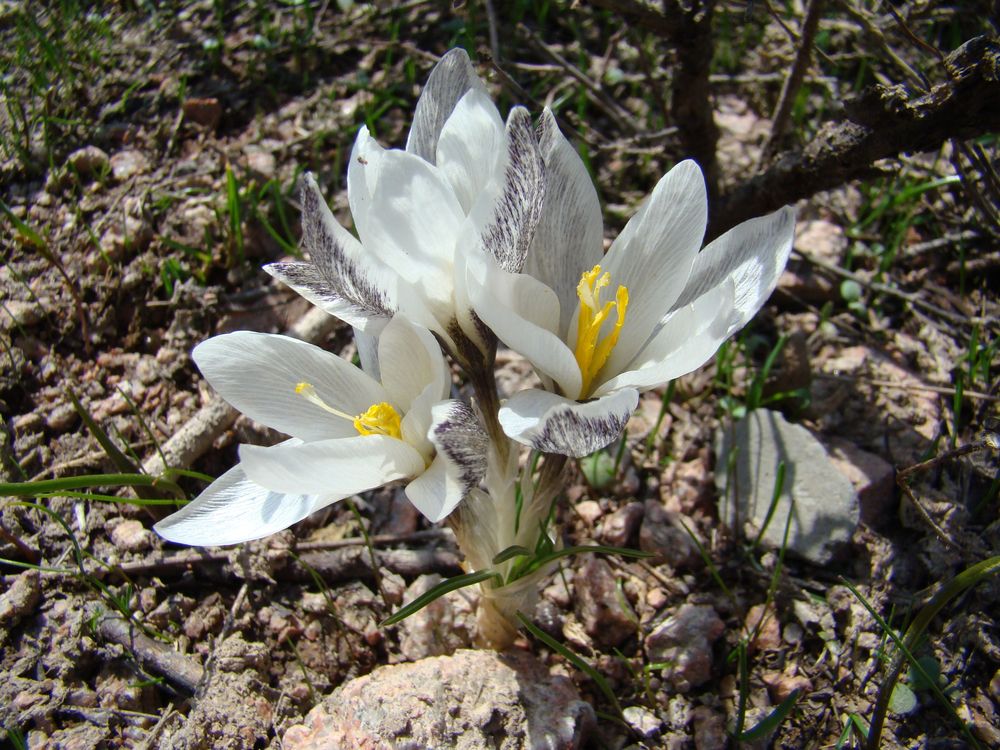 Image of Crocus alatavicus specimen.