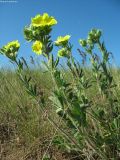 Potentilla astracanica