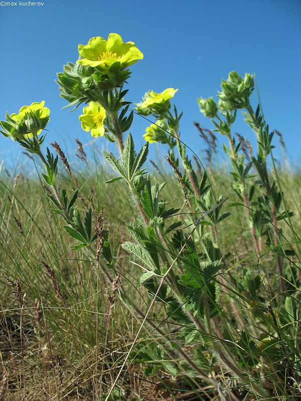 Image of Potentilla astracanica specimen.