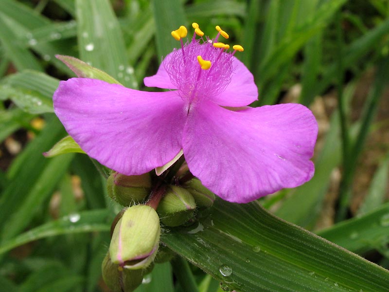 Image of Tradescantia virginiana specimen.