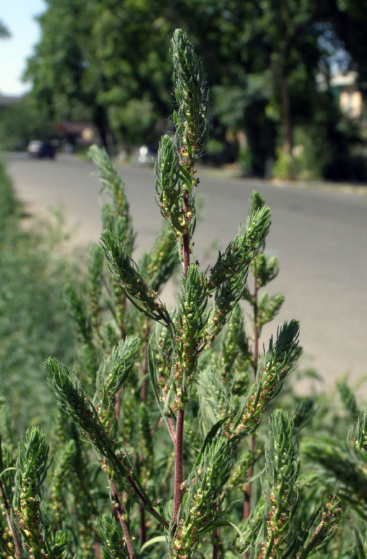 Image of Bassia scoparia specimen.