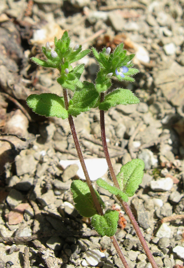 Изображение особи Veronica arvensis.