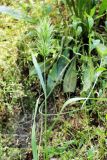 Bromus scoparius