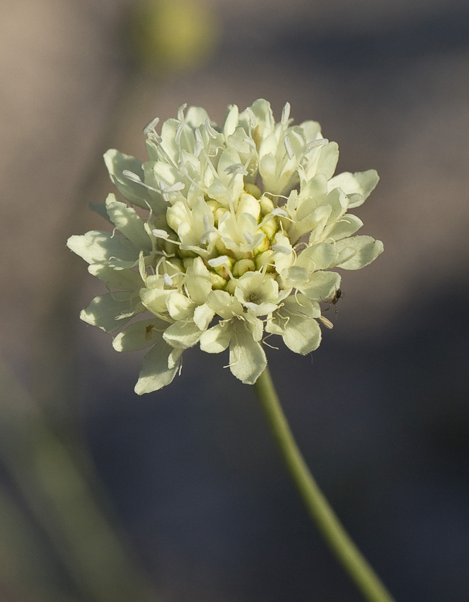 Изображение особи Cephalaria uralensis.