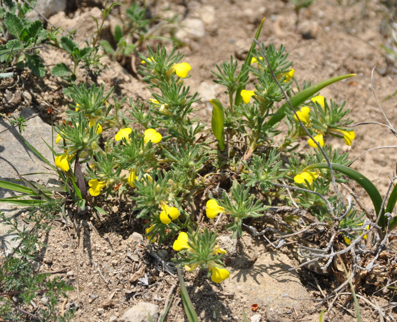 Image of Ajuga chia specimen.