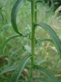 Lappula squarrosa