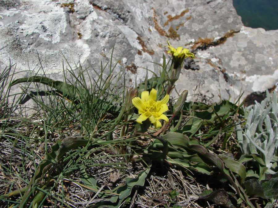 Image of Scorzonera crispa specimen.