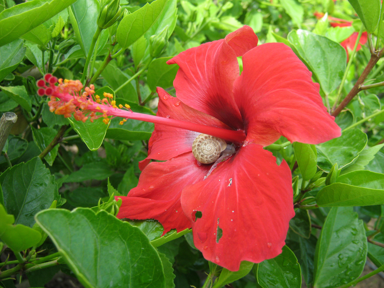 Изображение особи Hibiscus rosa-sinensis.