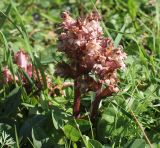 род Orobanche. Цветущие растения. Карачаево-Черкесия, долина р. Маруха. 07.07.2013.