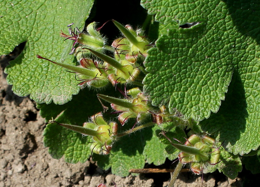 Изображение особи Geranium renardii.