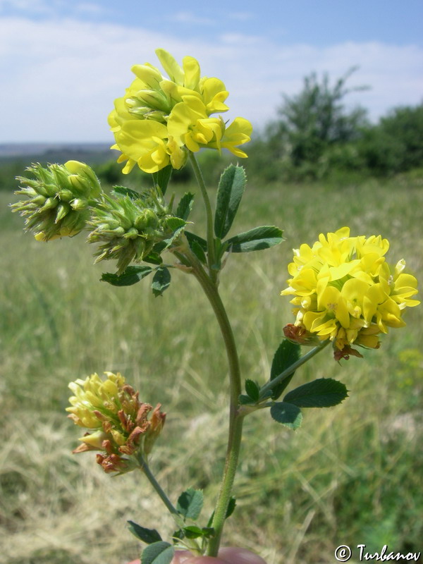 Image of Medicago falcata specimen.