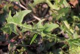 Taraxacum