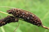 Carex acuta. Соплодие, поражённое головнёвым грибом Anthracoidea echinospora. Архангельская обл., Вельский р-н, небольшое заболоченное местообитание. 10.08.2012.