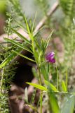 Vicia angustifolia. Верхушка цветущего растения. Южный Казахстан, хр. Боролдайтау, горы Кокбулак. 29.04.2013.