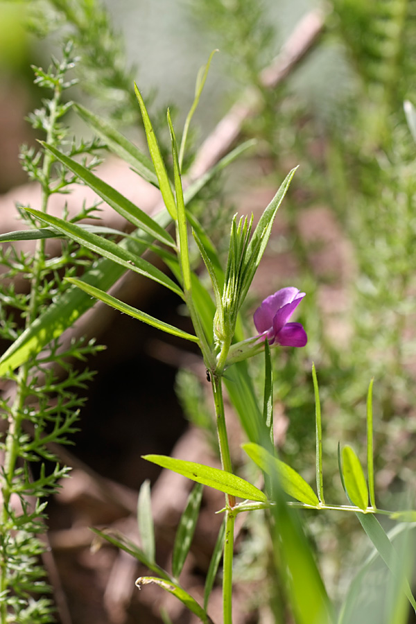 Image of Vicia angustifolia specimen.