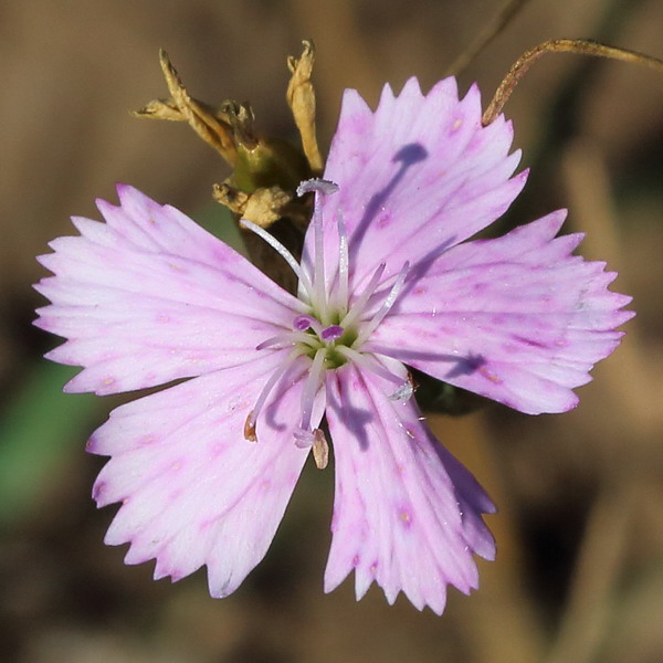 Изображение особи род Dianthus.