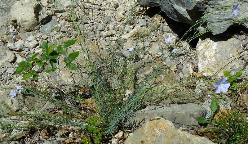 Image of genus Linum specimen.