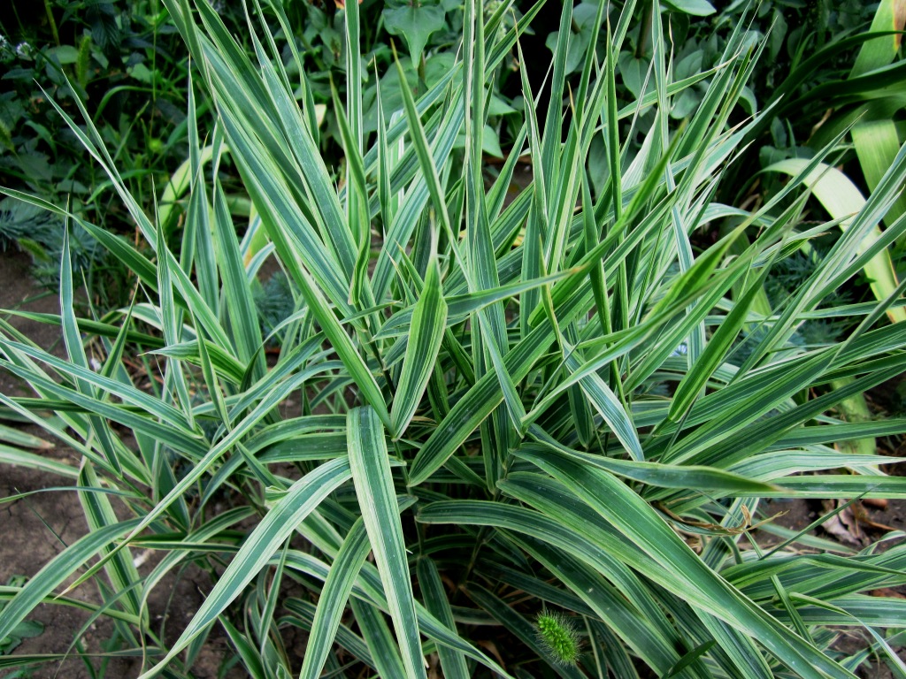 Image of Phalaroides japonica specimen.