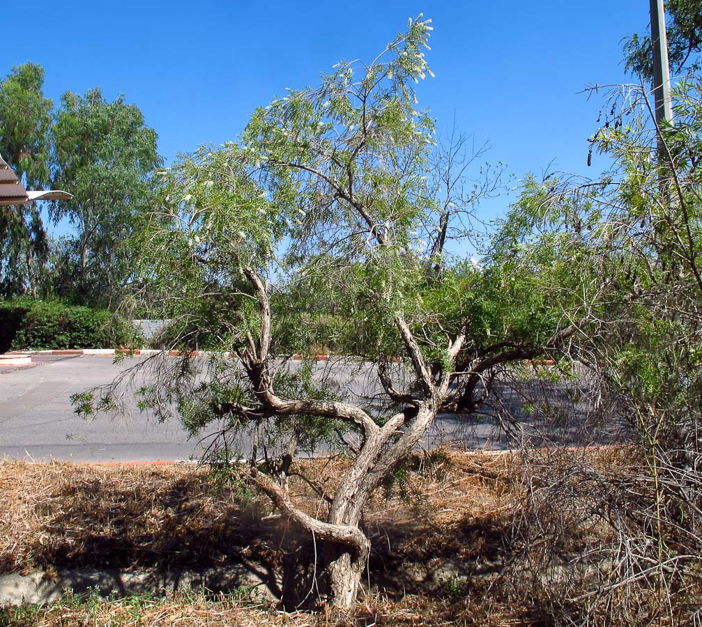 Изображение особи Melaleuca linariifolia.