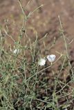 Convolvulus divaricatus. Верхушка цветущего растения. Южный Казахстан, восточная граница пустыни Кызылкум. 06.05.2013.
