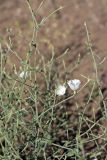 Convolvulus divaricatus