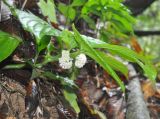Pentaphragma begoniifolium. Цветущее растение. Таиланд, национальный парк Си Пханг-нга. 20.06.2013.