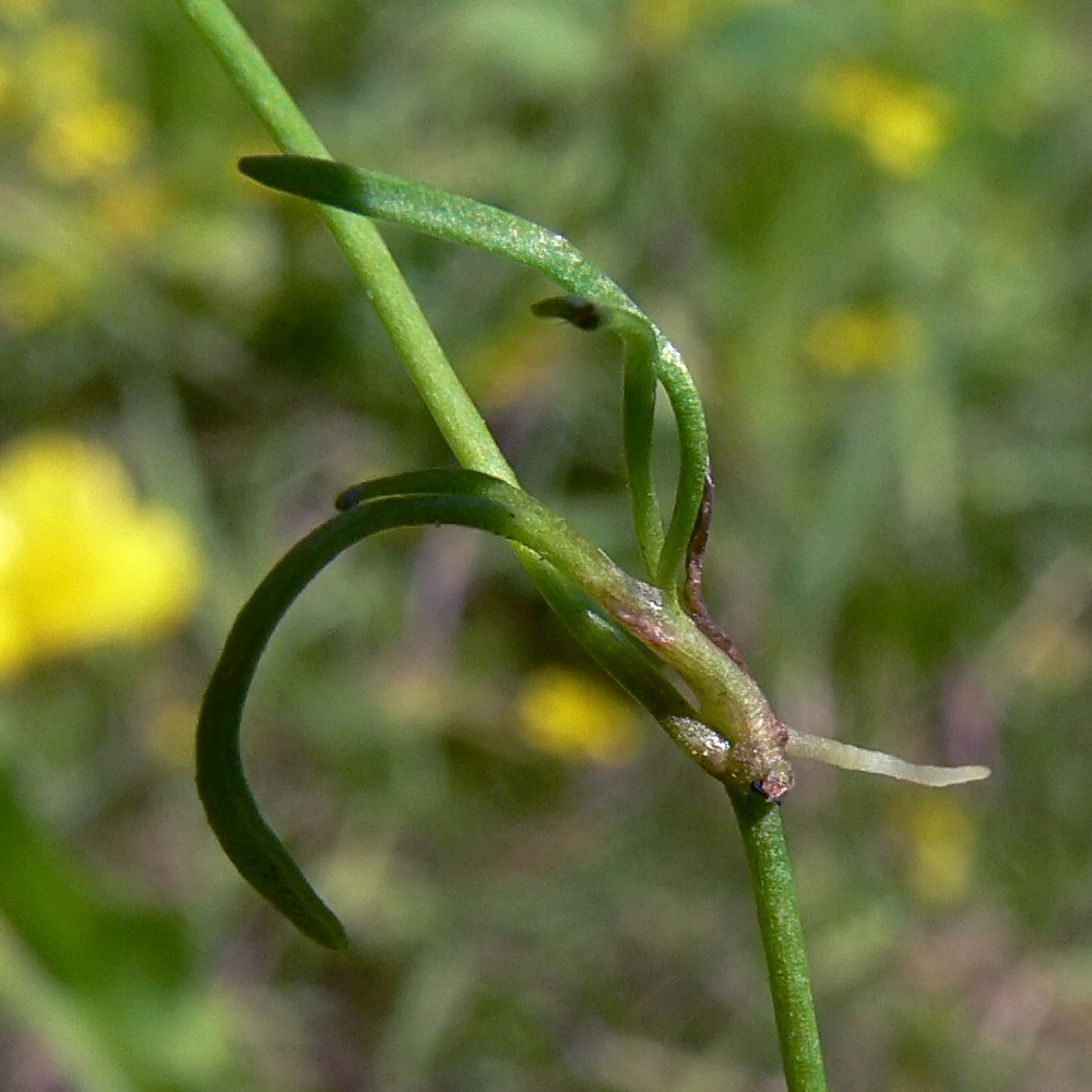 Image of Ranunculus reptans specimen.