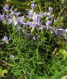 Galatella dahurica
