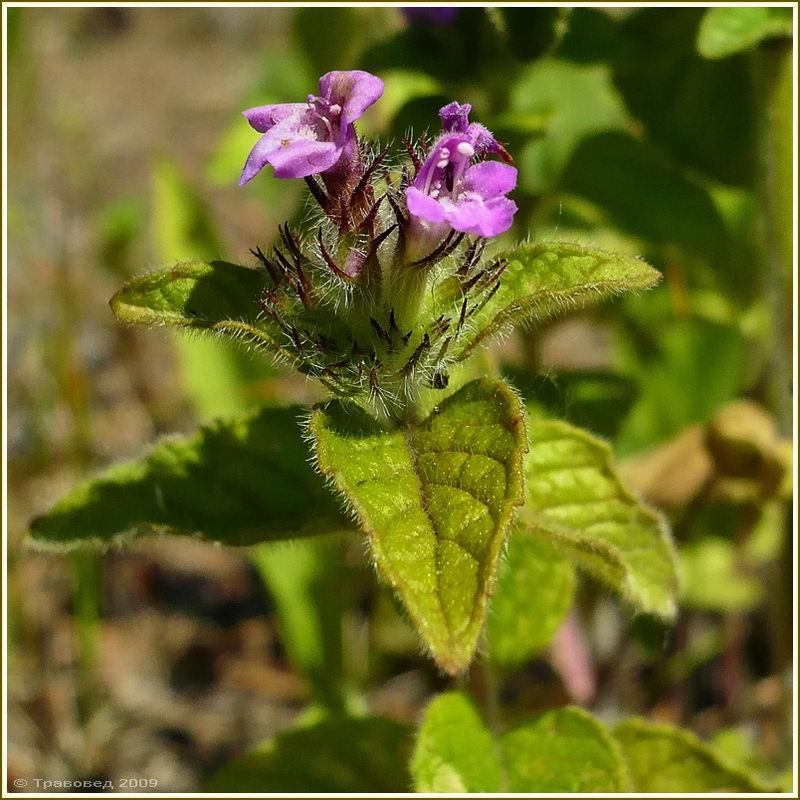 Image of Clinopodium vulgare specimen.