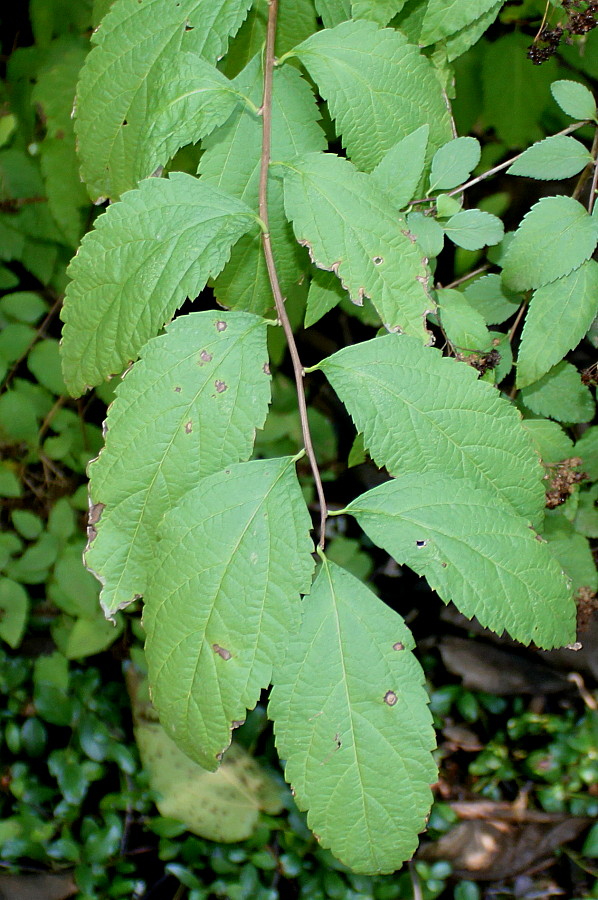 Image of Neillia sinensis specimen.