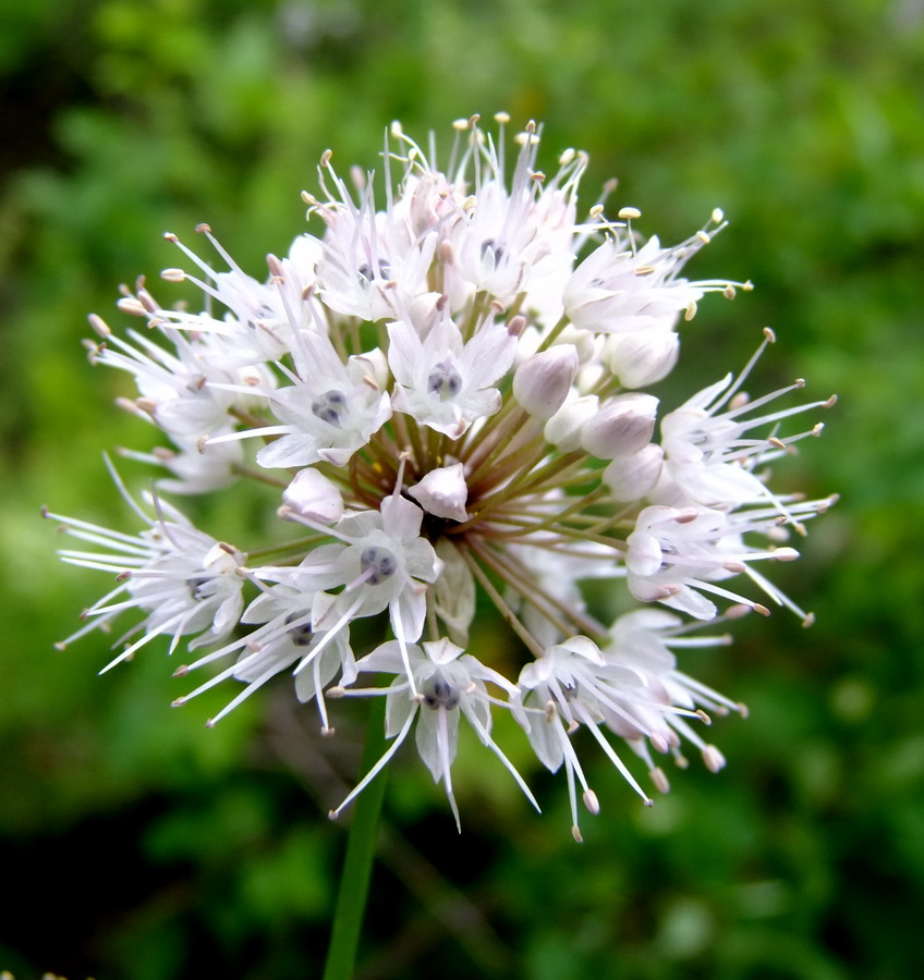 Image of Allium maackii specimen.