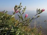 Convolvulus cantabrica