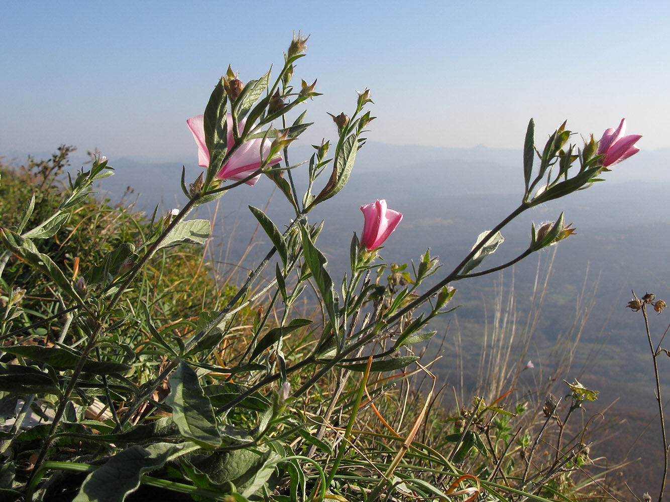 Изображение особи Convolvulus cantabrica.