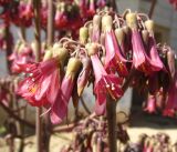 Kalanchoe daigremontiana