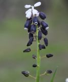 Muscari pulchellum