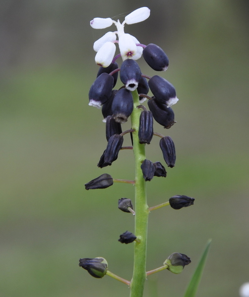 Image of Muscari pulchellum specimen.