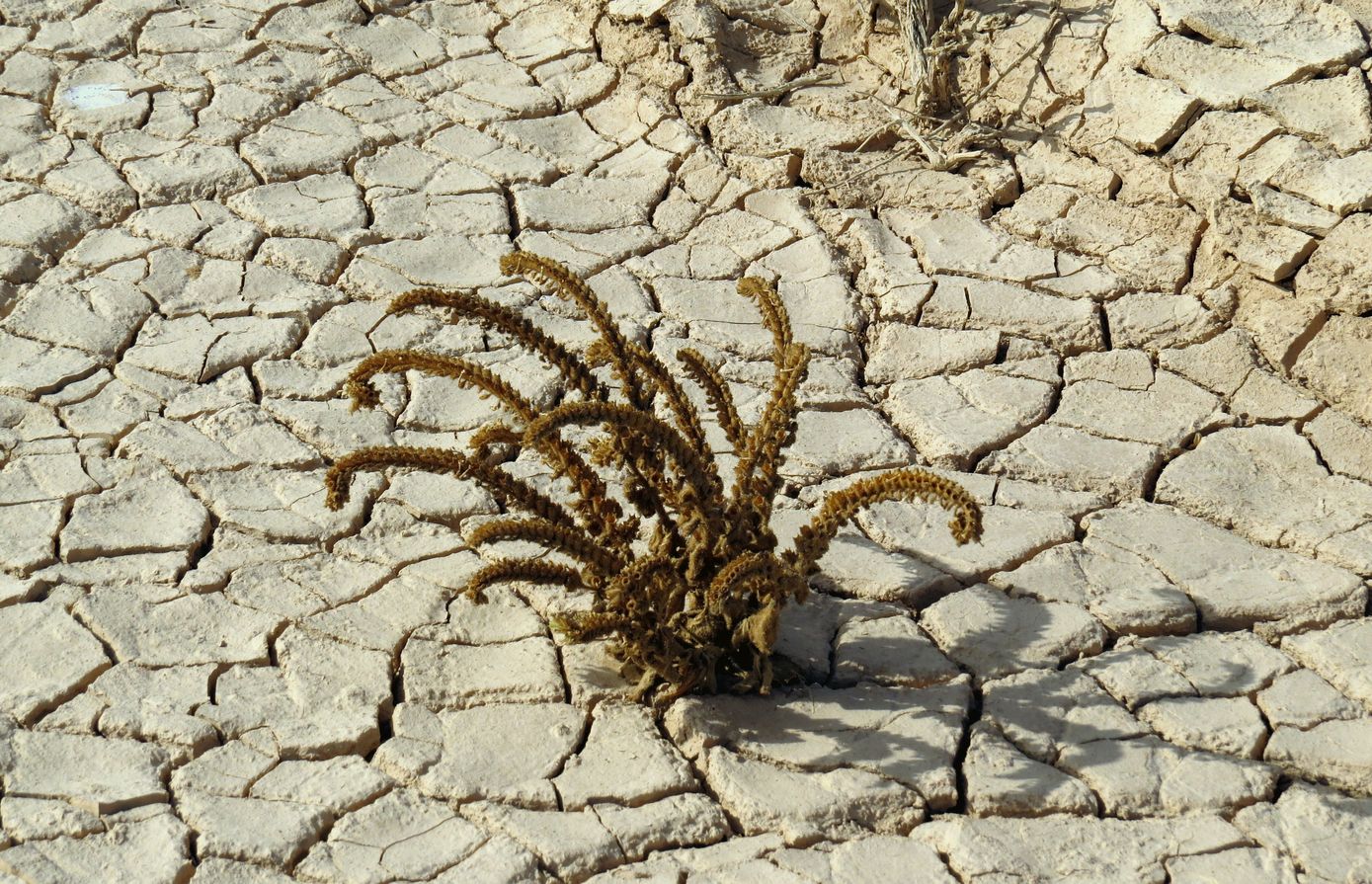 Изображение особи Hyoscyamus desertorum .