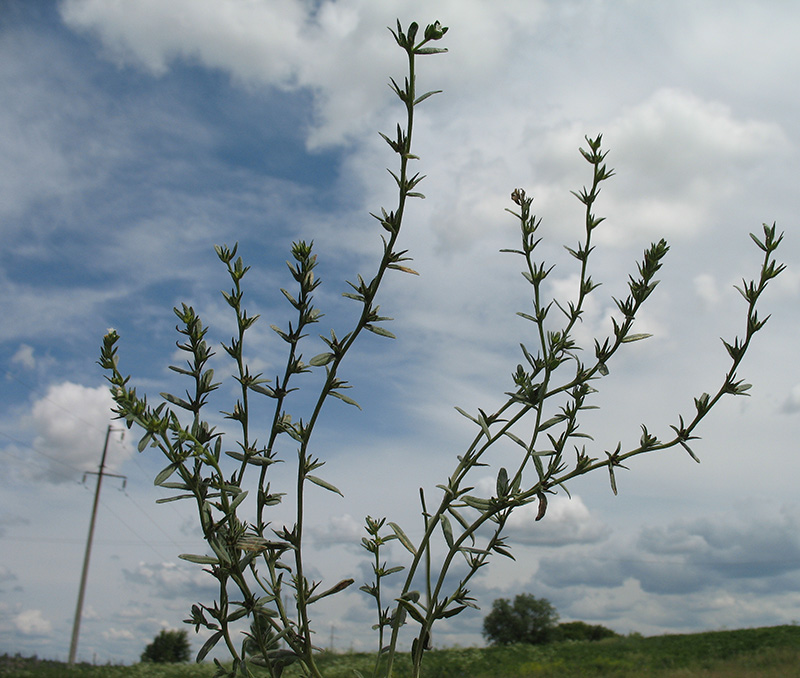 Image of Buglossoides arvensis specimen.